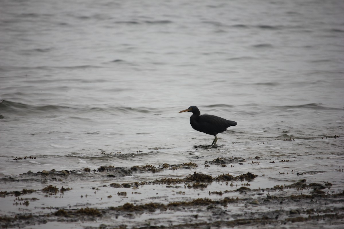 Pacific Reef-Heron - ML622123067