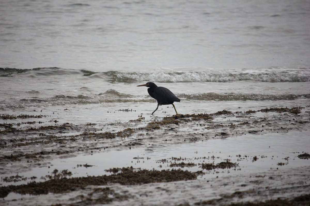 Pacific Reef-Heron - ML622123068