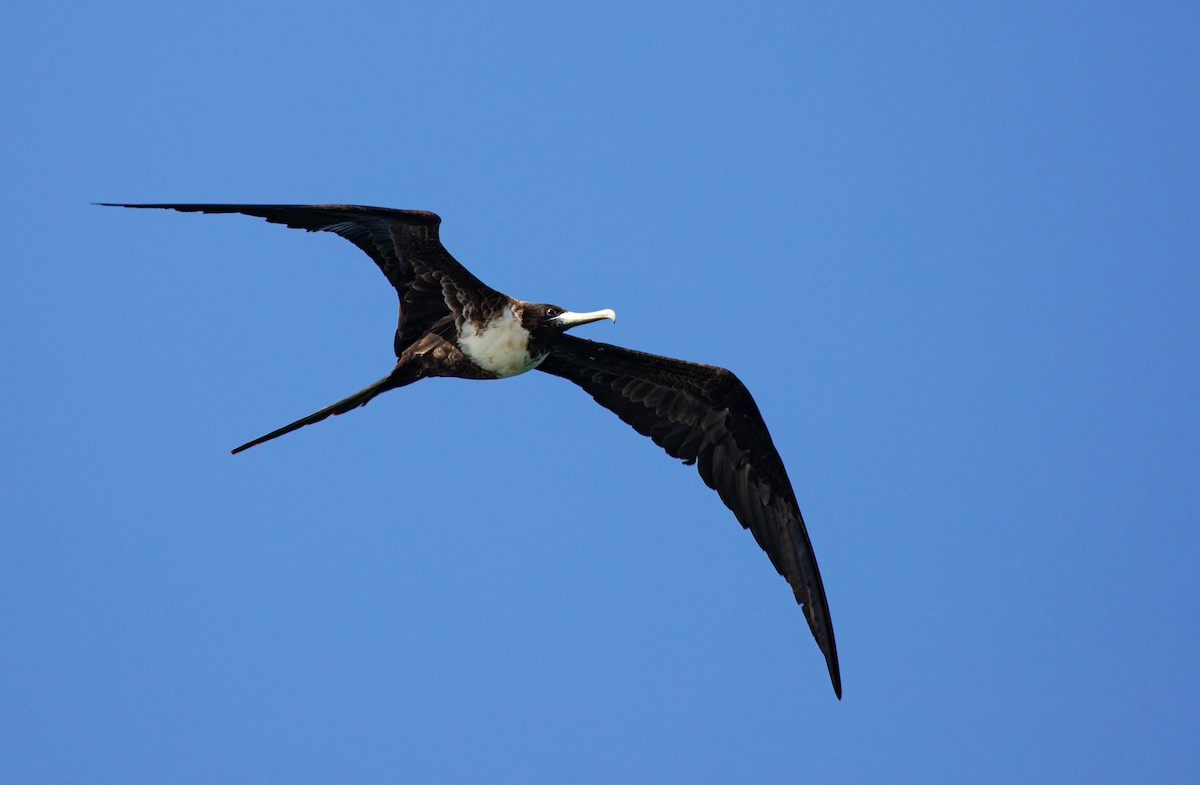 Magnificent Frigatebird - Neil Dowling