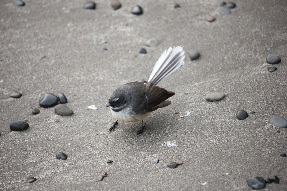 New Zealand Fantail - Darron Gedge