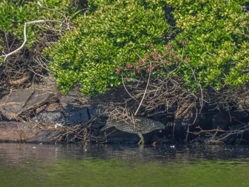 Black-crowned Night Heron - ML622123074