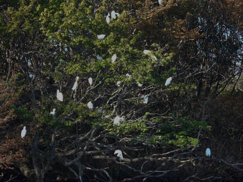 Snowy Egret - ML622123077