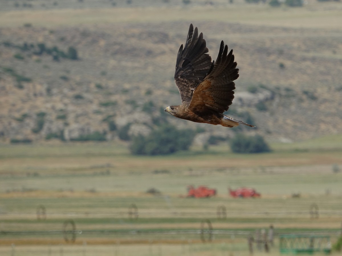 Swainson's Hawk - ML622123078