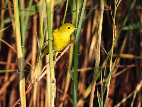 Yellow Warbler - ML622123079