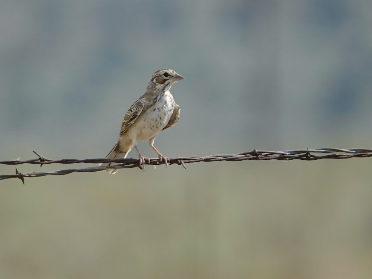 Chingolo Arlequín - ML622123080