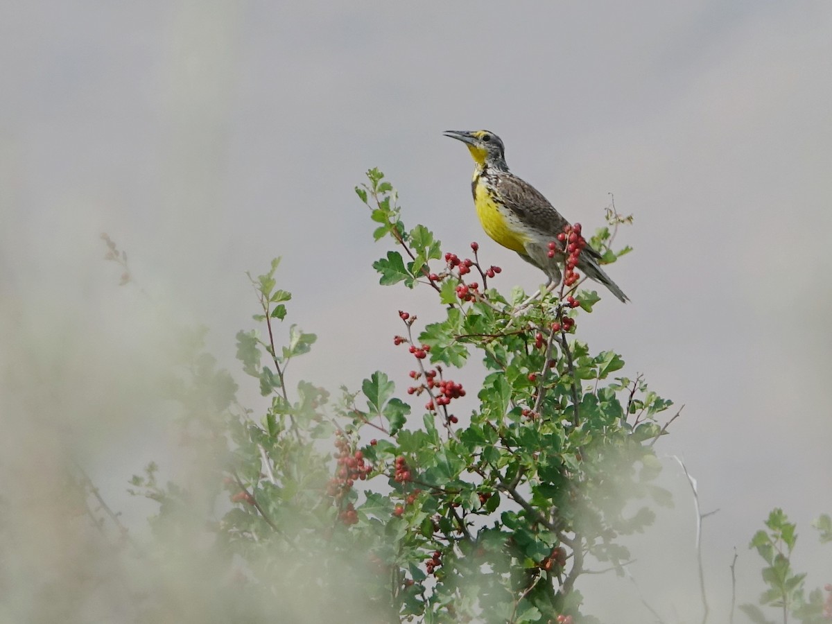 Western Meadowlark - Frank Marenghi