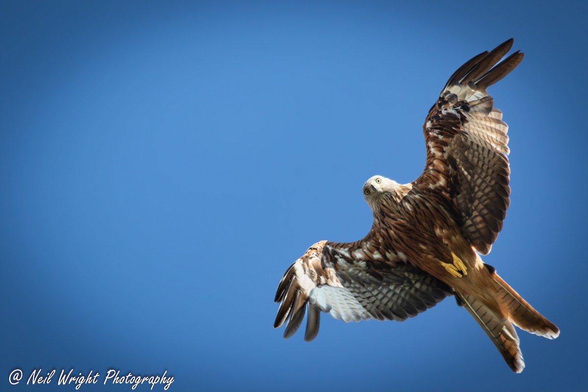 Red Kite (Red) - ML622123082