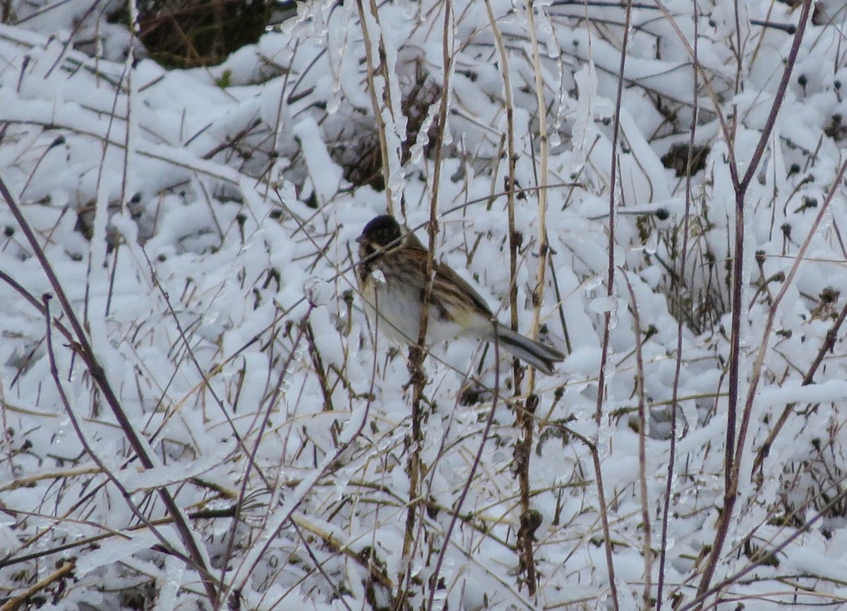 Reed Bunting - ML622123084