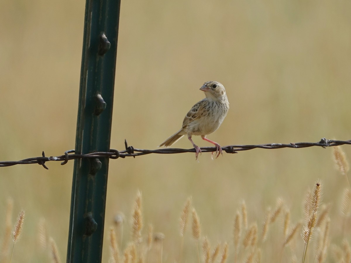 Grasshopper Sparrow - ML622123089