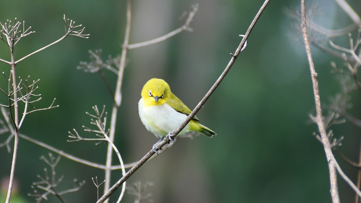 Indian White-eye - ML622123090