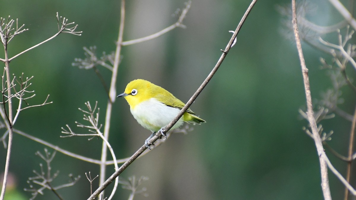 Indian White-eye - ML622123091