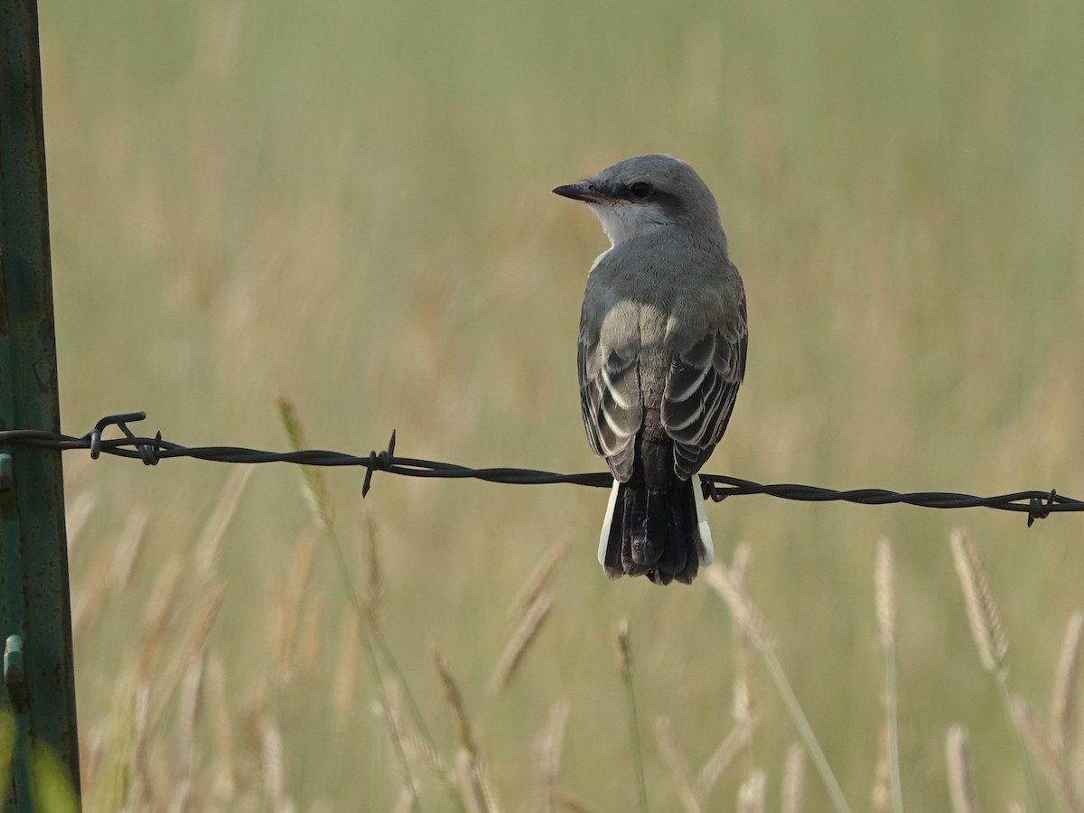 Western Kingbird - ML622123092