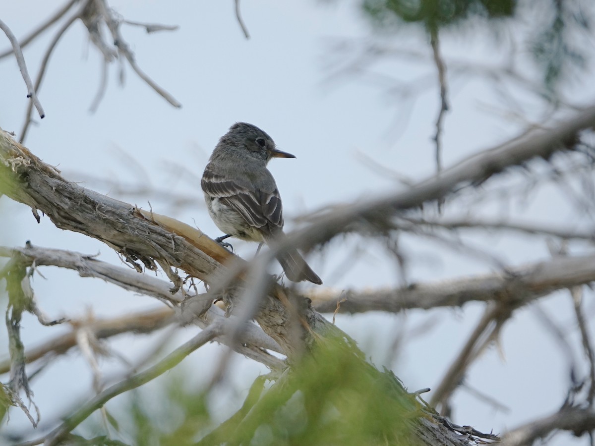 Gray Flycatcher - ML622123093