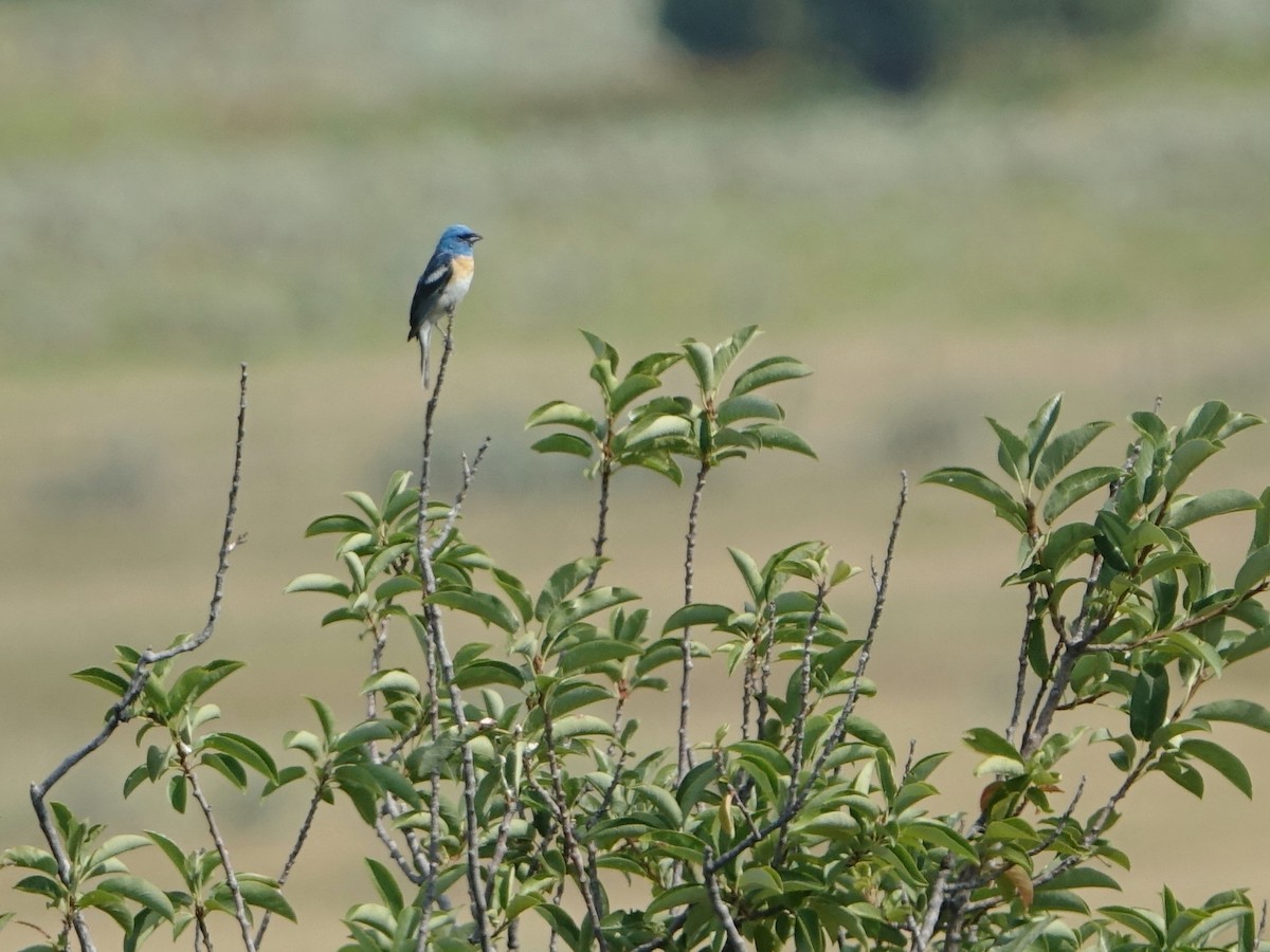 Lazuli Bunting - ML622123102