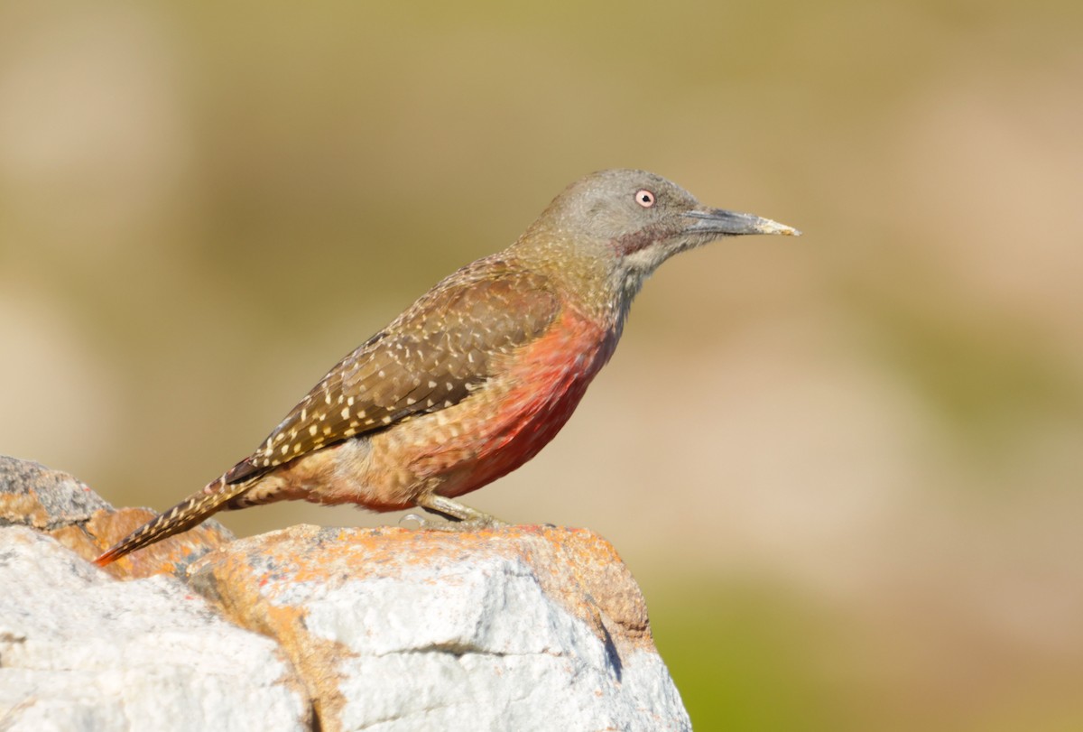 Ground Woodpecker - ML622123103