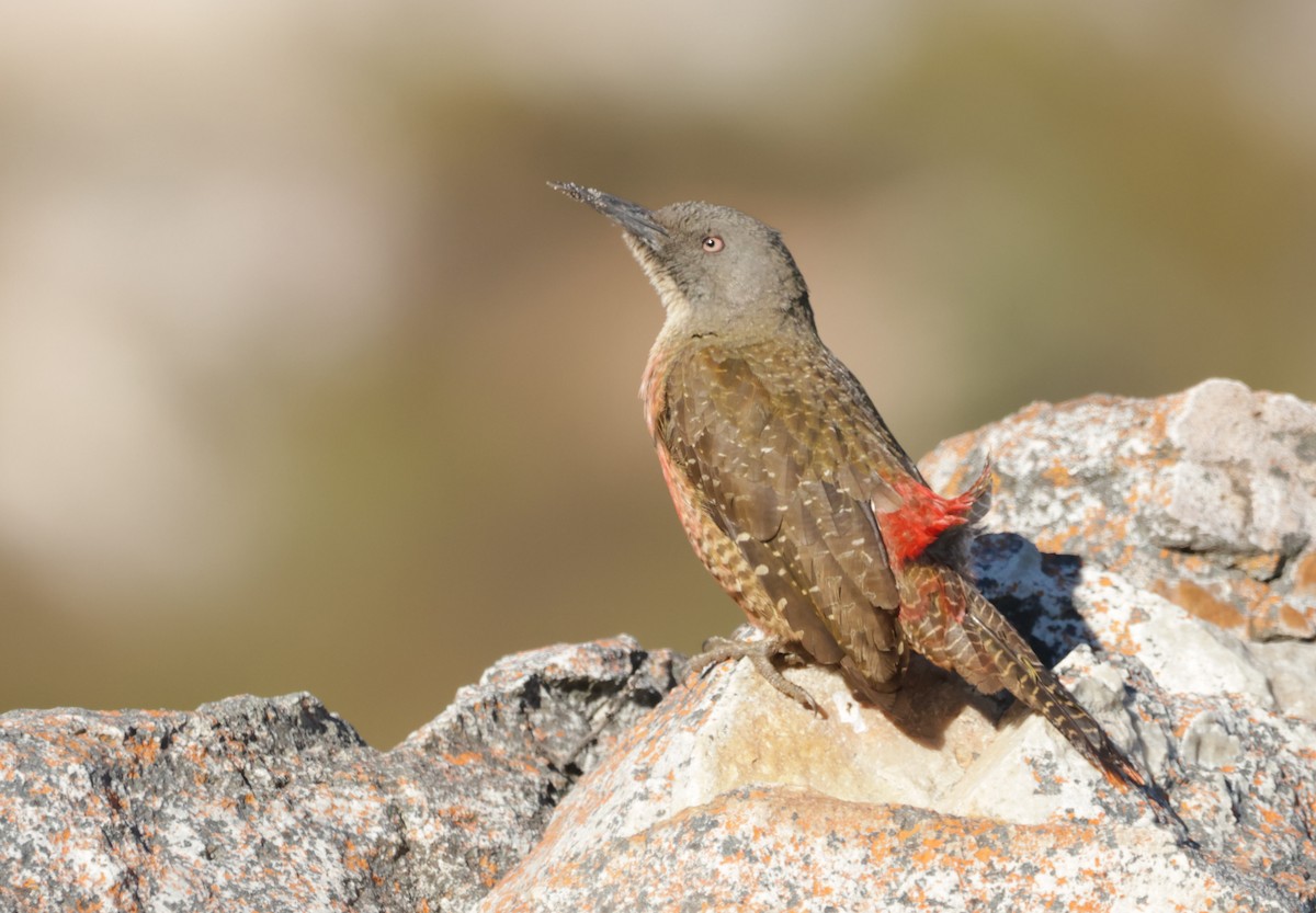 Ground Woodpecker - ML622123104