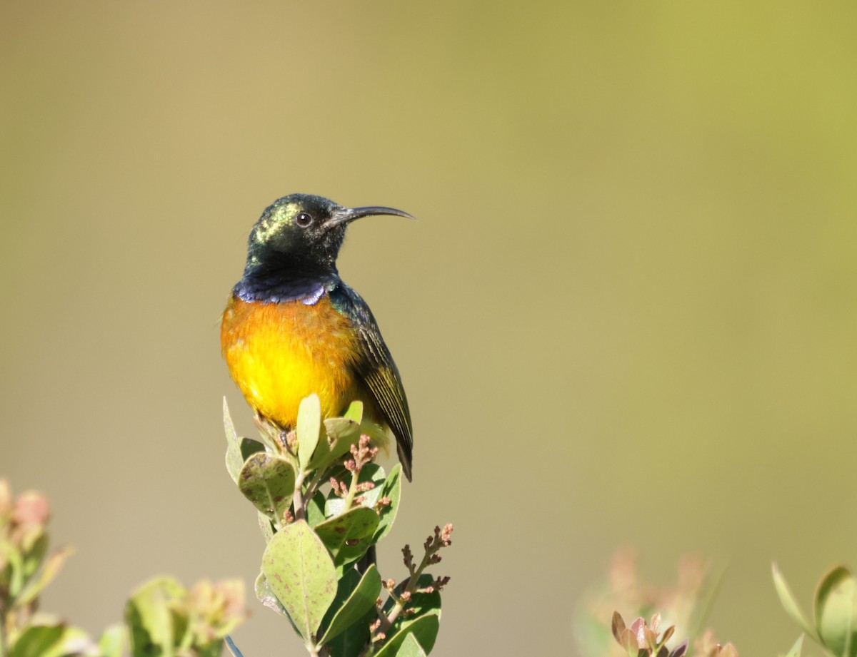 Orange-breasted Sunbird - ML622123107