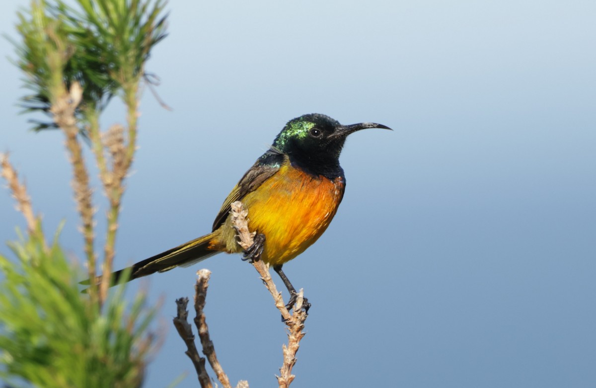 Orange-breasted Sunbird - ML622123108