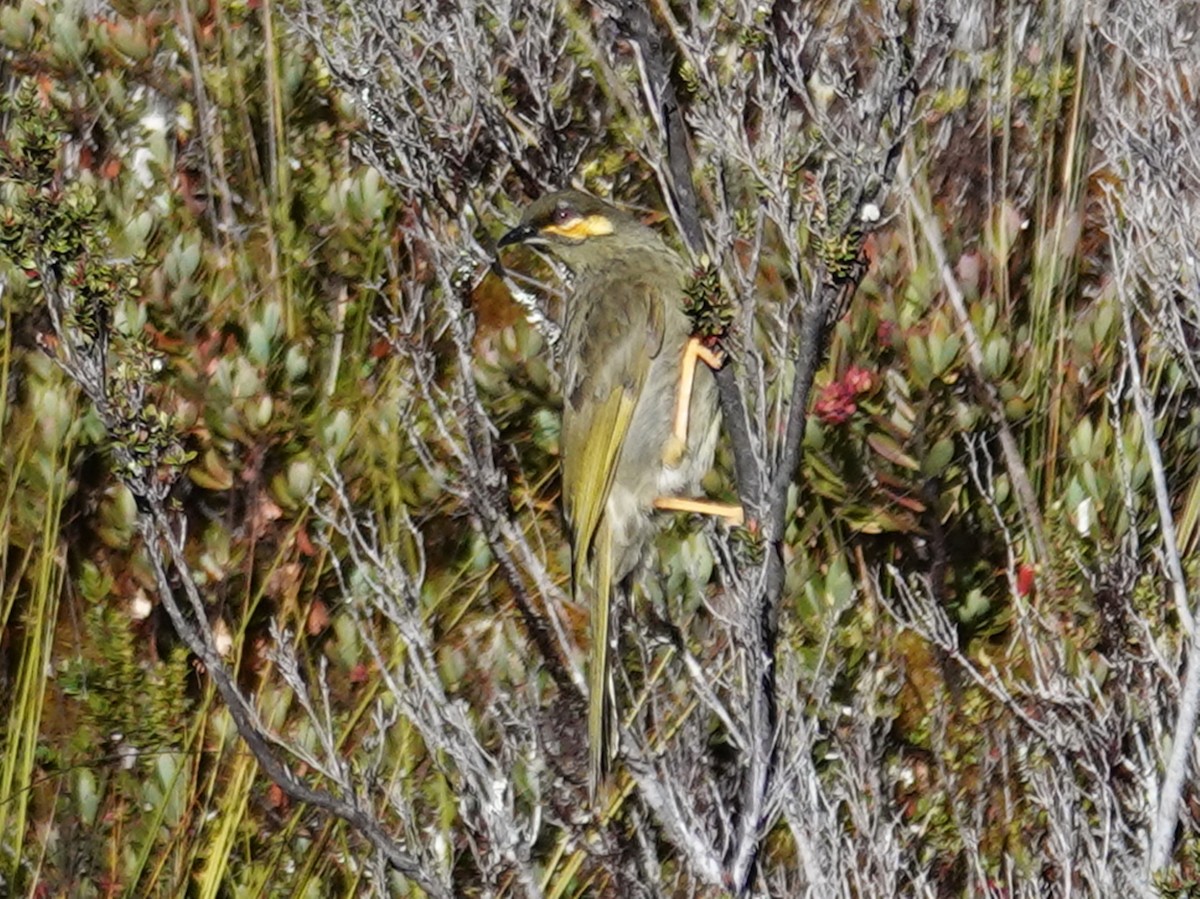 Orange-cheeked Honeyeater - ML622123130