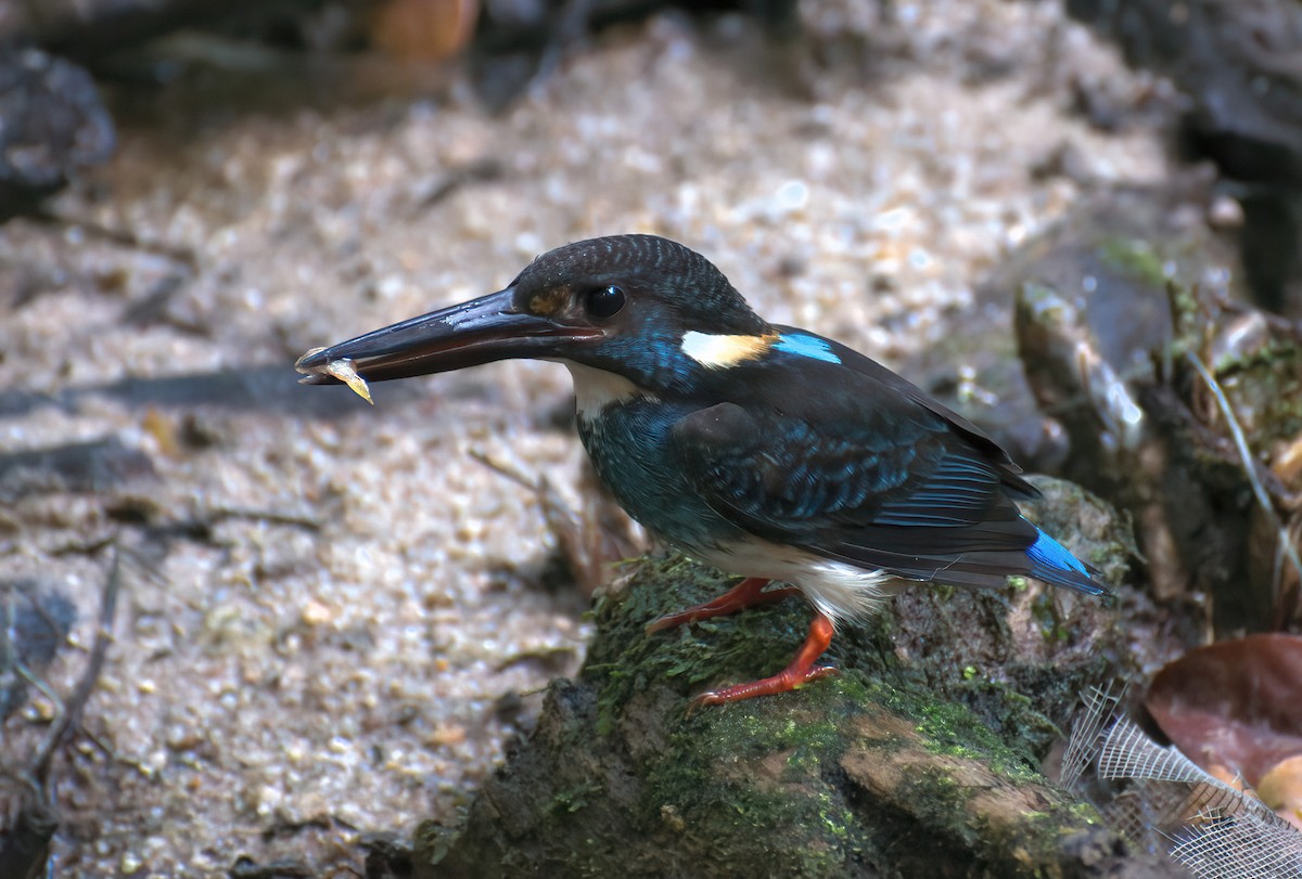 Malaysian Blue-banded Kingfisher - ML622123131