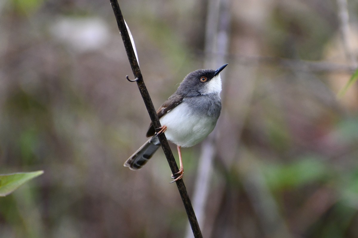 Gray-breasted Prinia - ML622123132