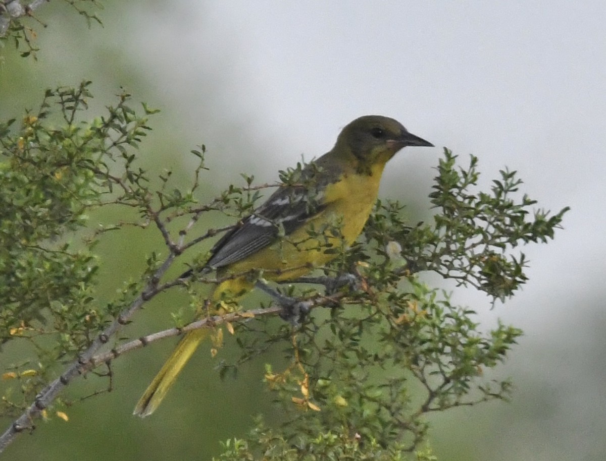 Hooded Oriole - ML622123134