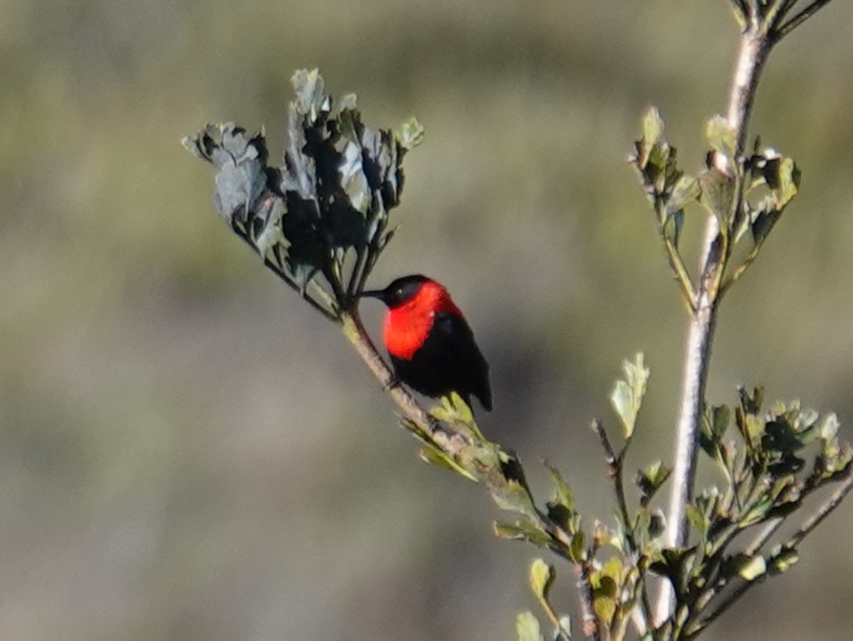 Red-collared Myzomela - ML622123135