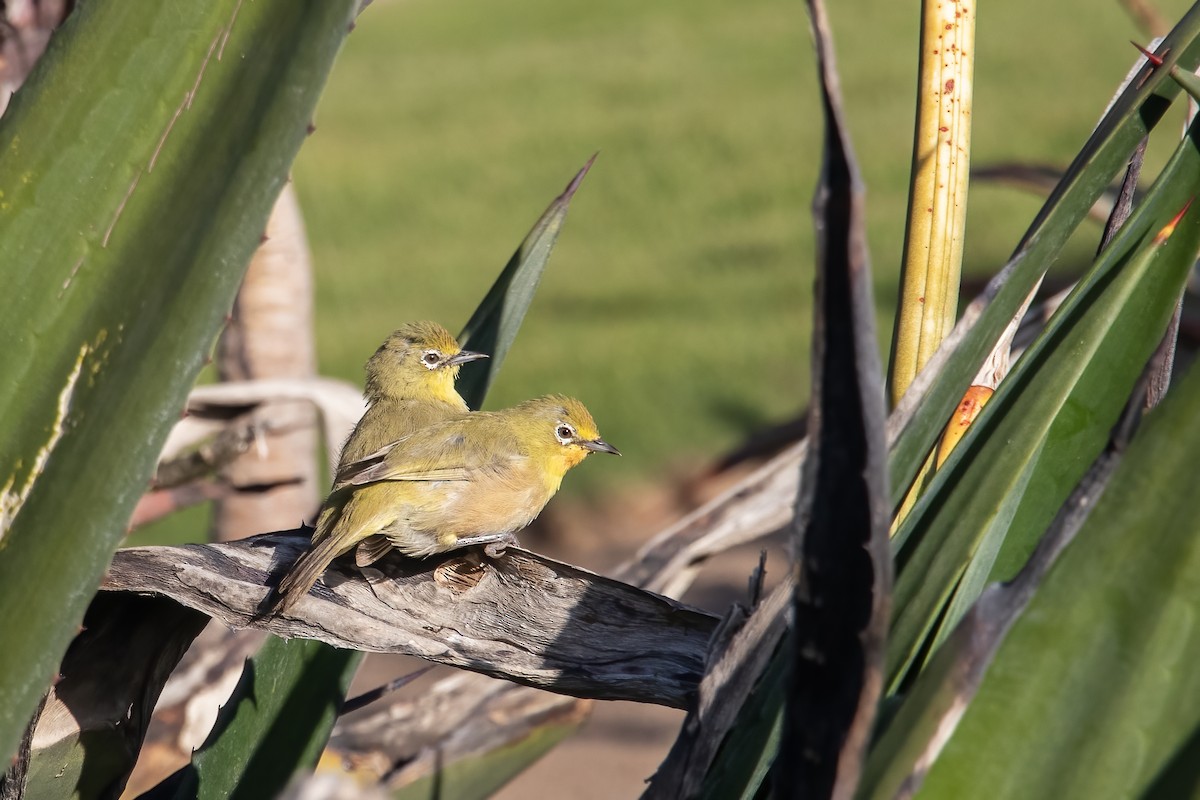 Orange River White-eye - ML622123136