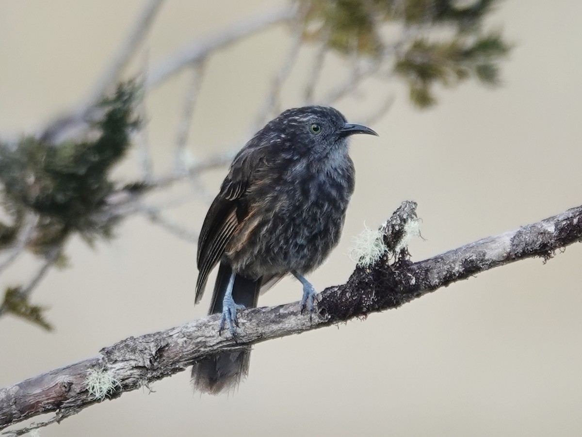 Gray-streaked Honeyeater - ML622123137