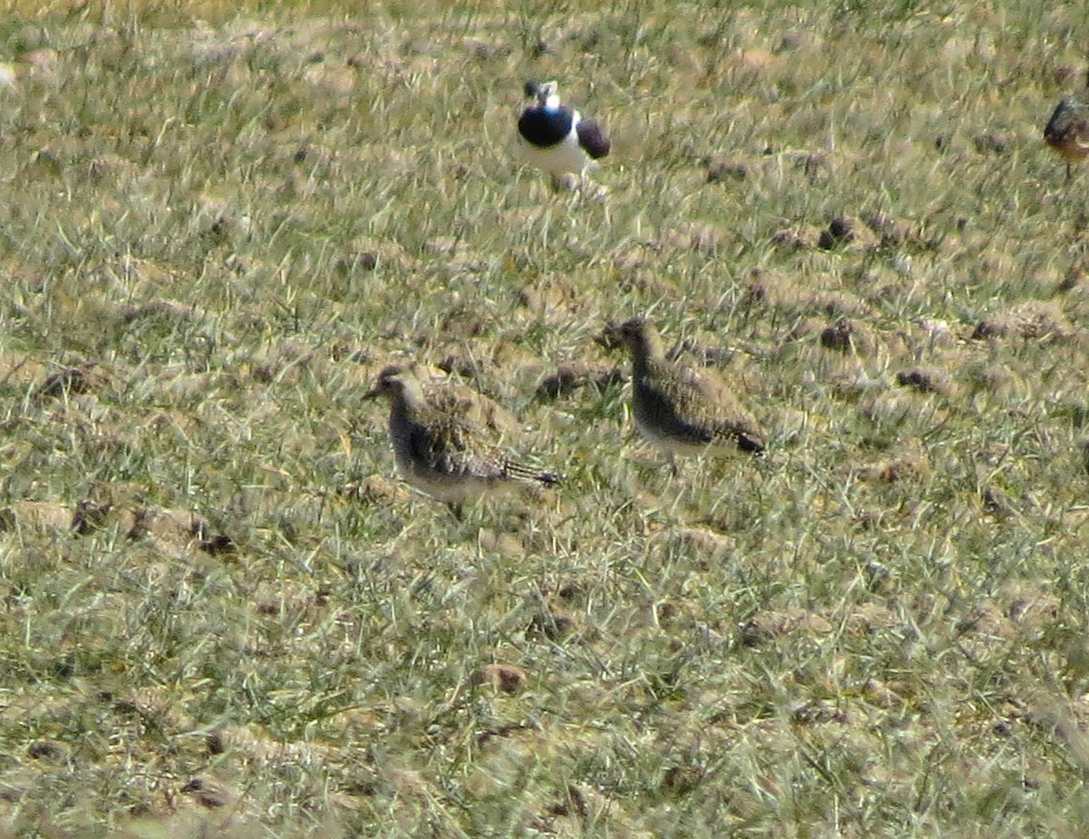 European Golden-Plover - ML622123142