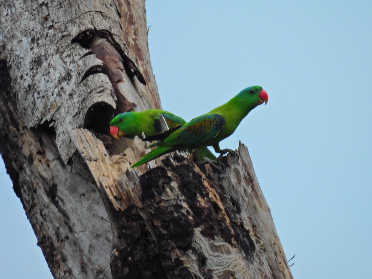 Blue-naped Parrot - ML622123143