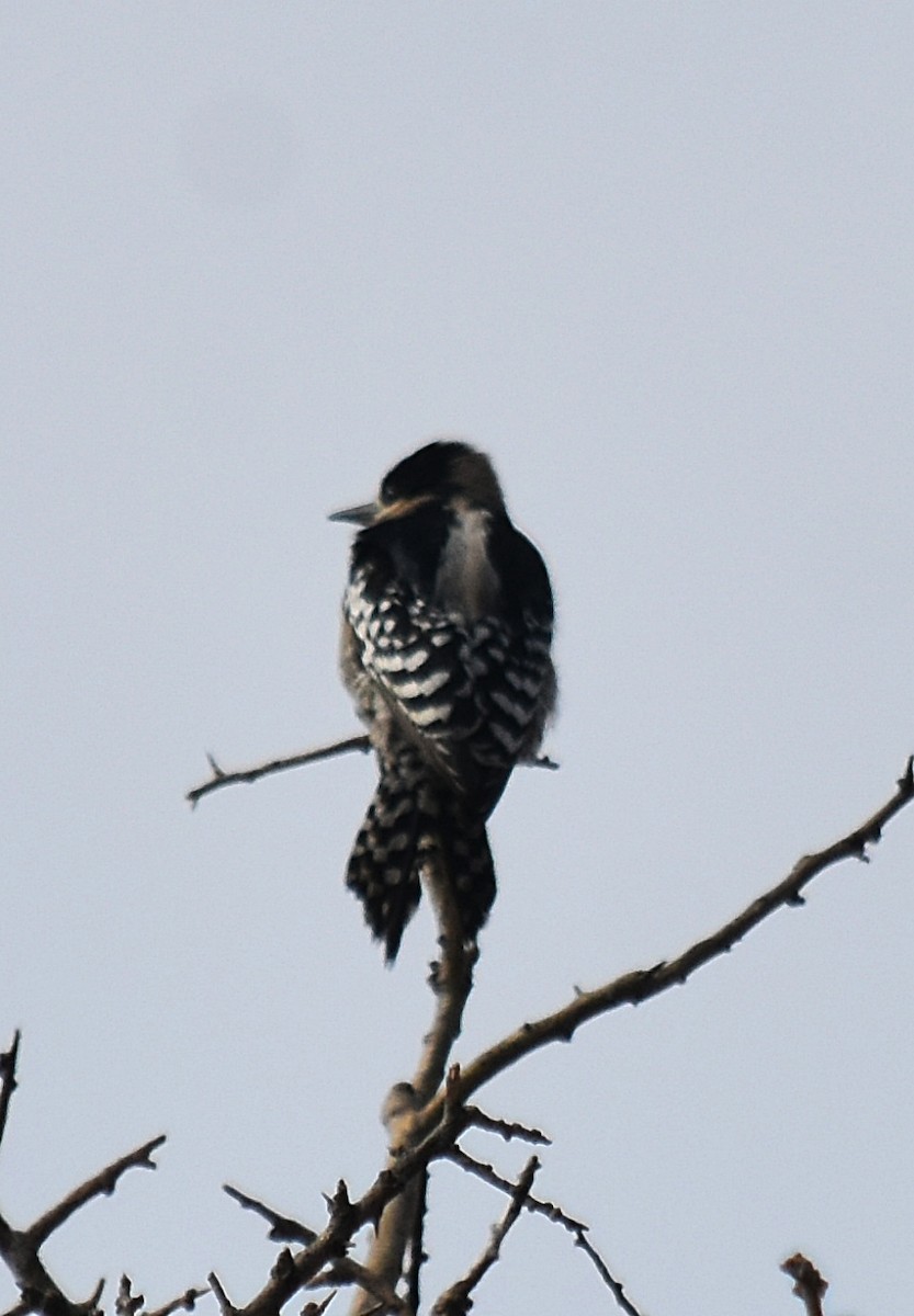 White-fronted Woodpecker - ML622123145