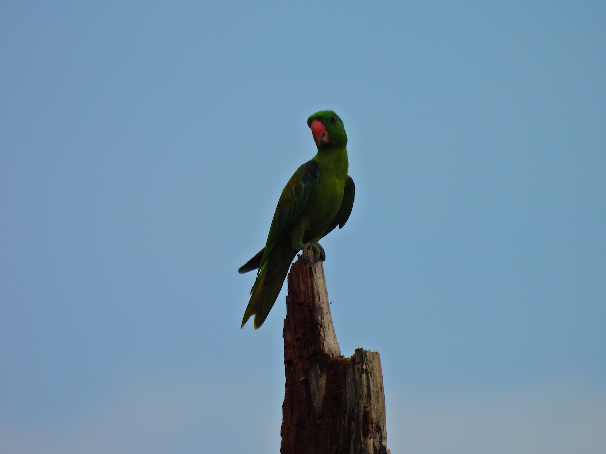 Blue-naped Parrot - ML622123146