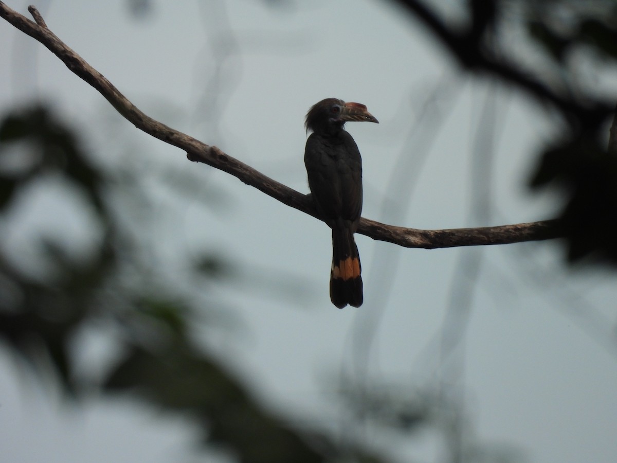 Luzon Hornbill - ML622123148