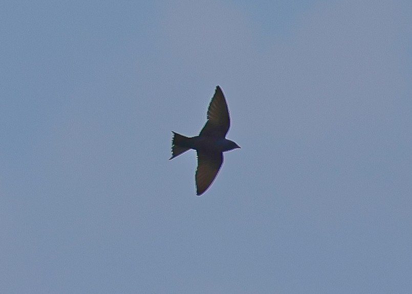 Purple Martin - ML622123155