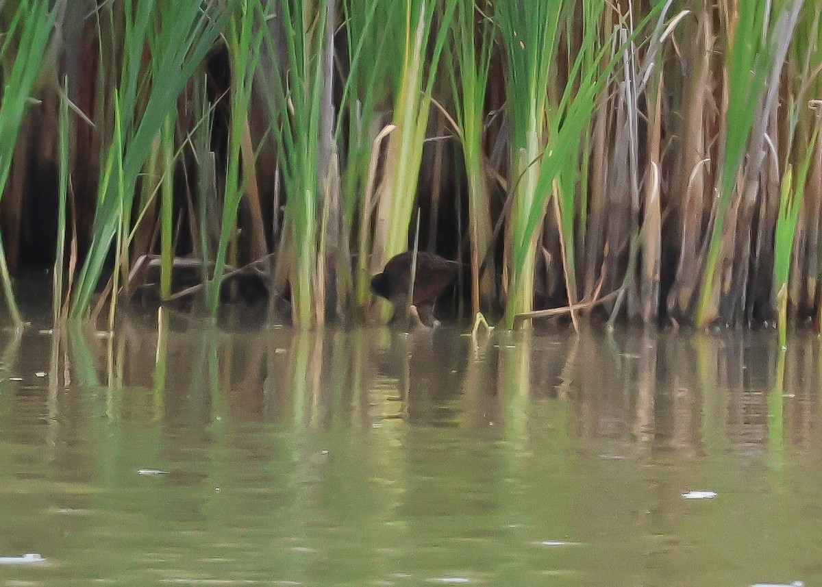 Virginia Rail - Ian Burgess