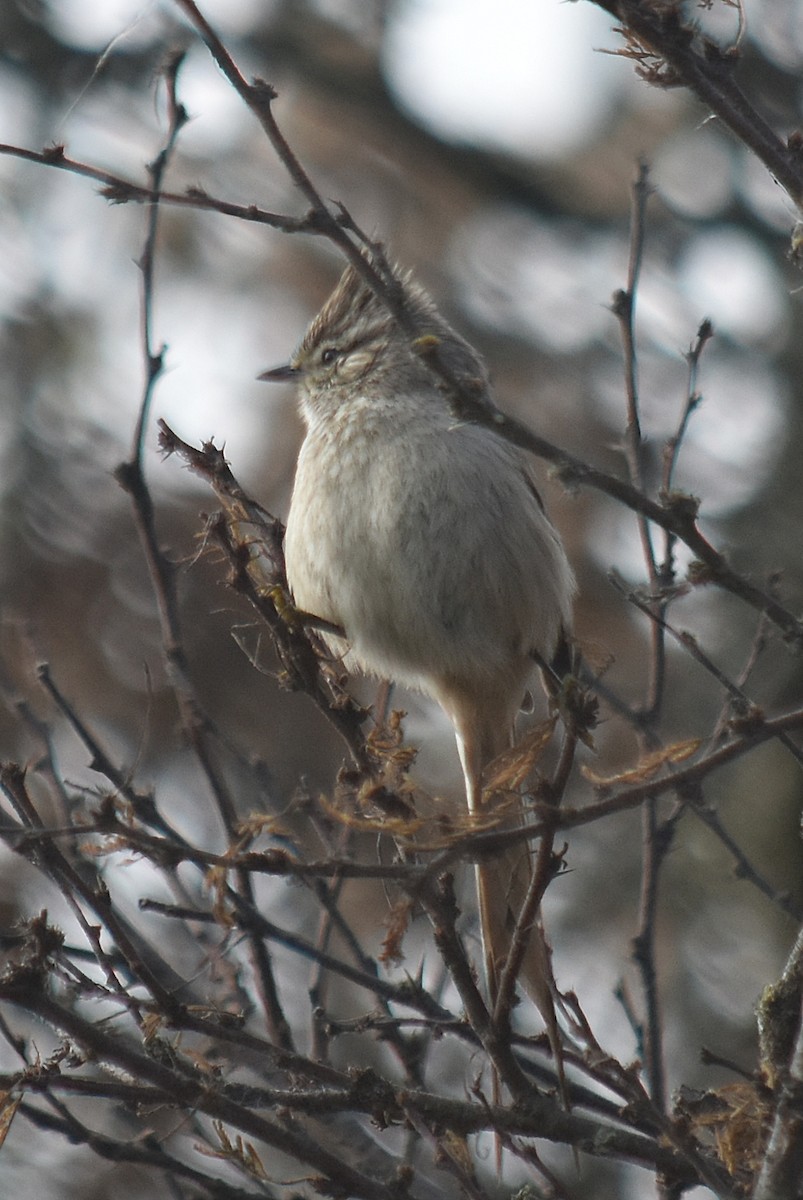 Tufted Tit-Spinetail - ML622123162