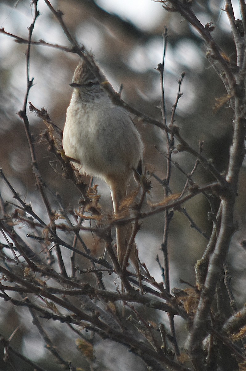 Tufted Tit-Spinetail - ML622123163