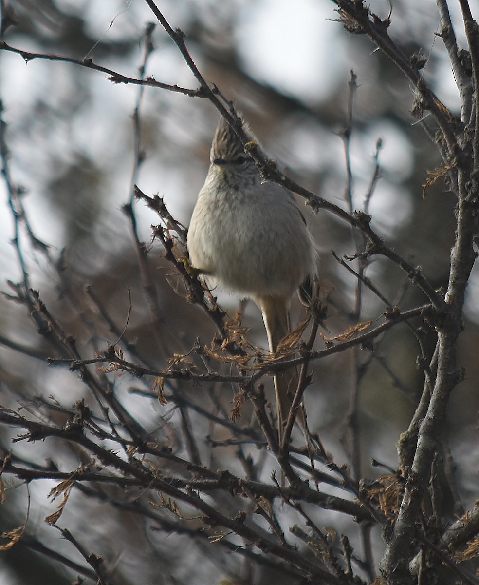 Tufted Tit-Spinetail - ML622123164