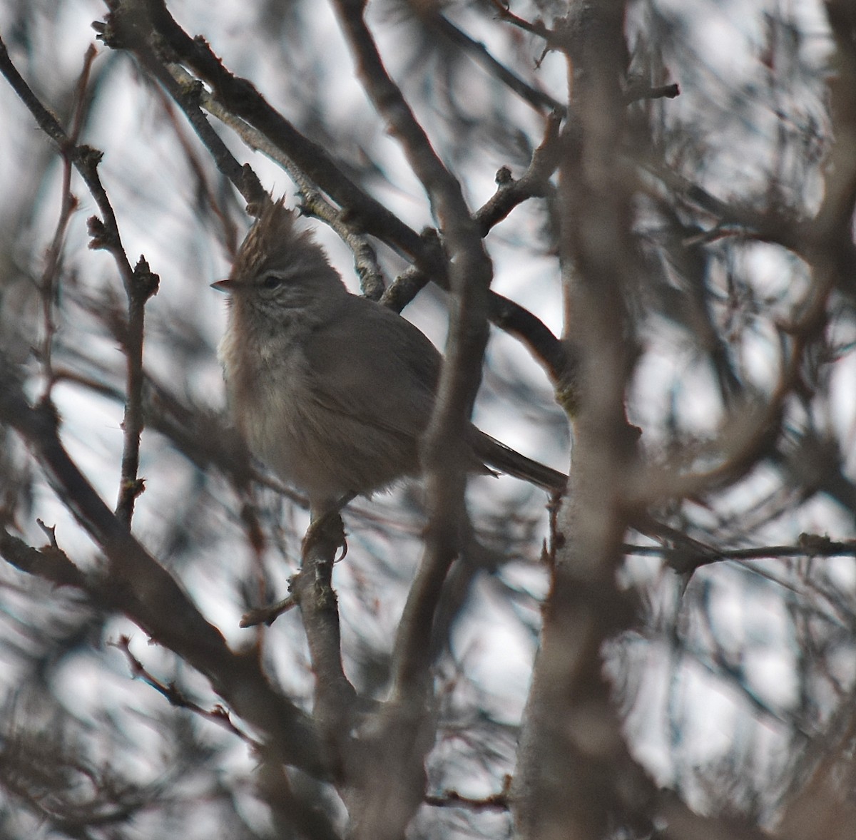 Tufted Tit-Spinetail - ML622123166