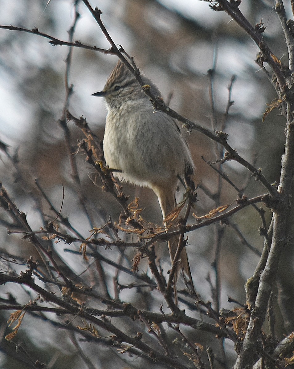 Tufted Tit-Spinetail - ML622123167