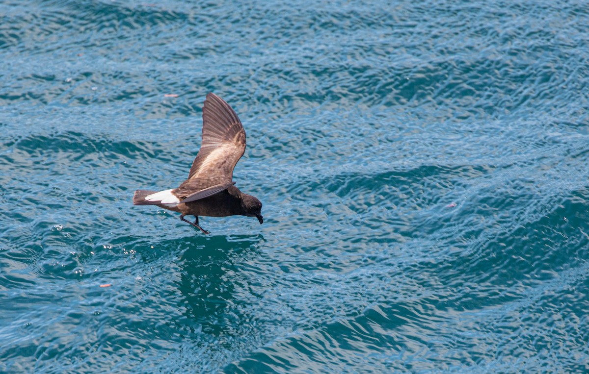 Wedge-rumped Storm-Petrel - ML622123168