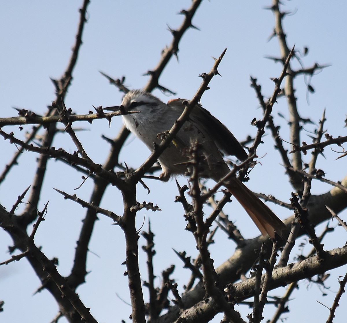 Stripe-crowned Spinetail - ML622123173