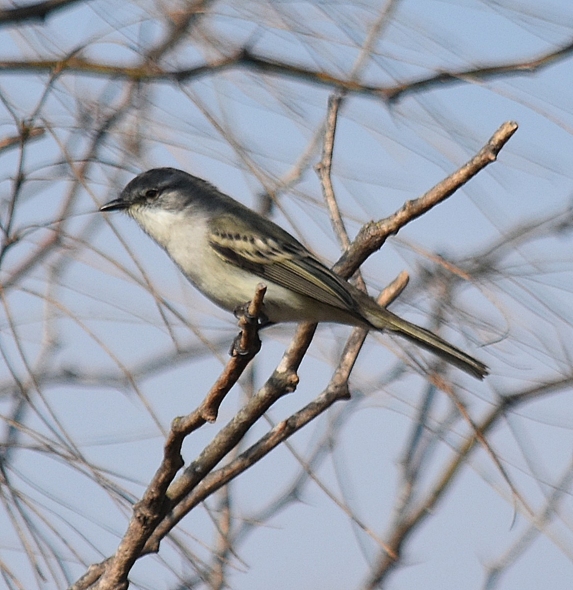 Suiriri Flycatcher - ML622123179