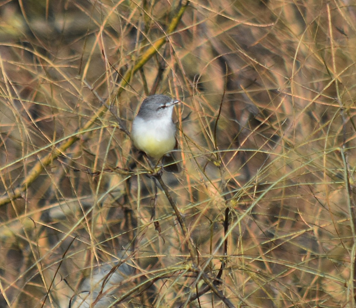 White-crested Tyrannulet - ML622123204