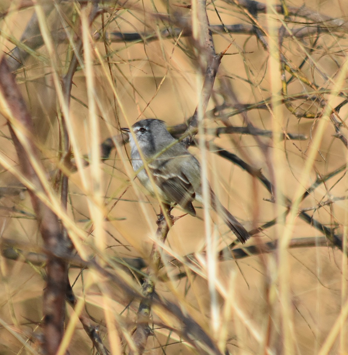 White-crested Tyrannulet - ML622123205