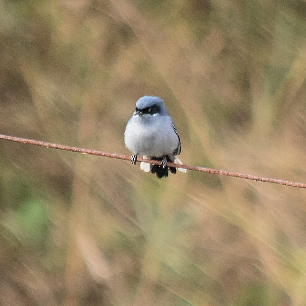 Masked Gnatcatcher - ML622123226