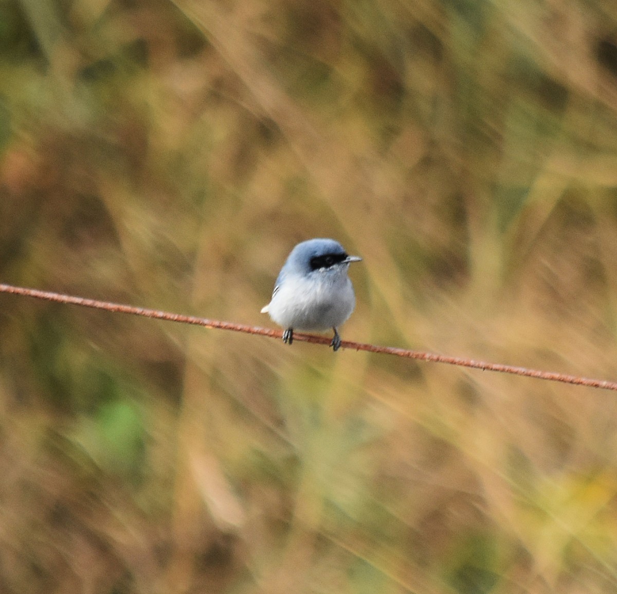 Masked Gnatcatcher - ML622123227