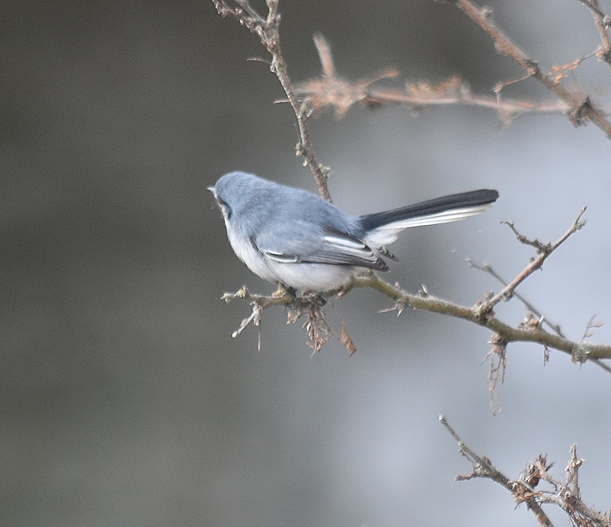 Masked Gnatcatcher - ML622123228