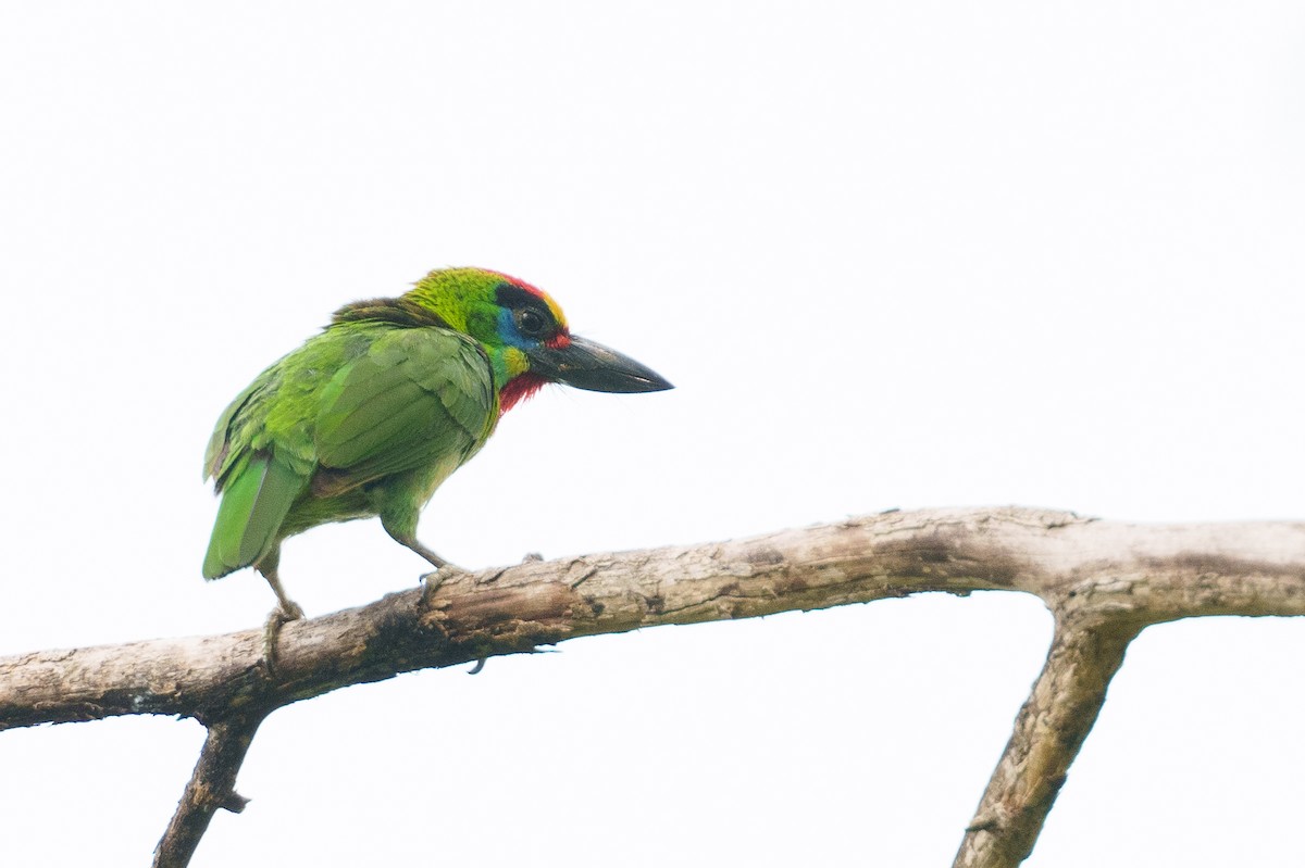 Red-throated Barbet - Laurent Esselen